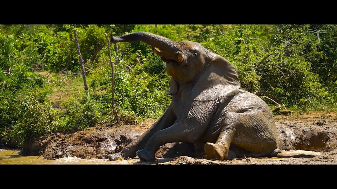 Elephants playing in a lake  - South Africa