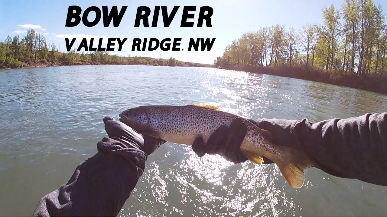 Calgary NW Bow River Fly Fishing at Valley Ridge - Brown Trout, Beauty, and Solitude (Bearspaw Dam)