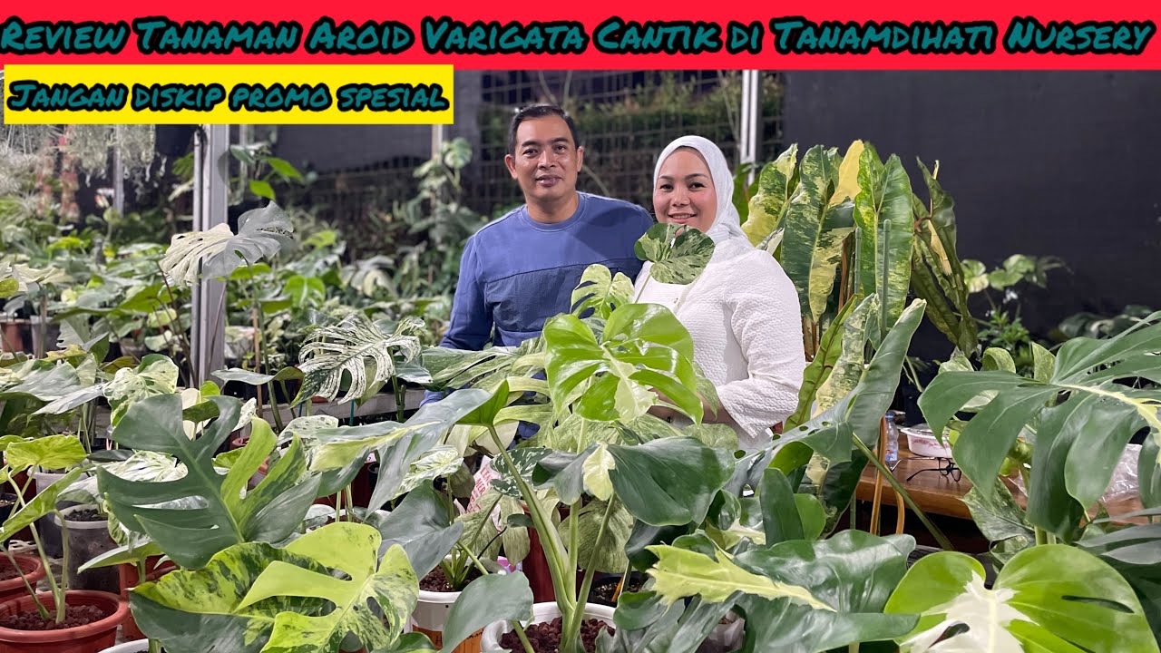 REVIEW TANAMAN AROID VARIGATA CANTIK DI TANAMDIHATI NURSERY ⁉️ JANGAN DISKIP PROMO SPESIAL