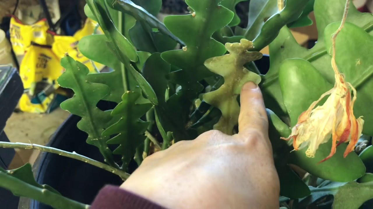 Repotting My Overgrown Ric Rac Cactus