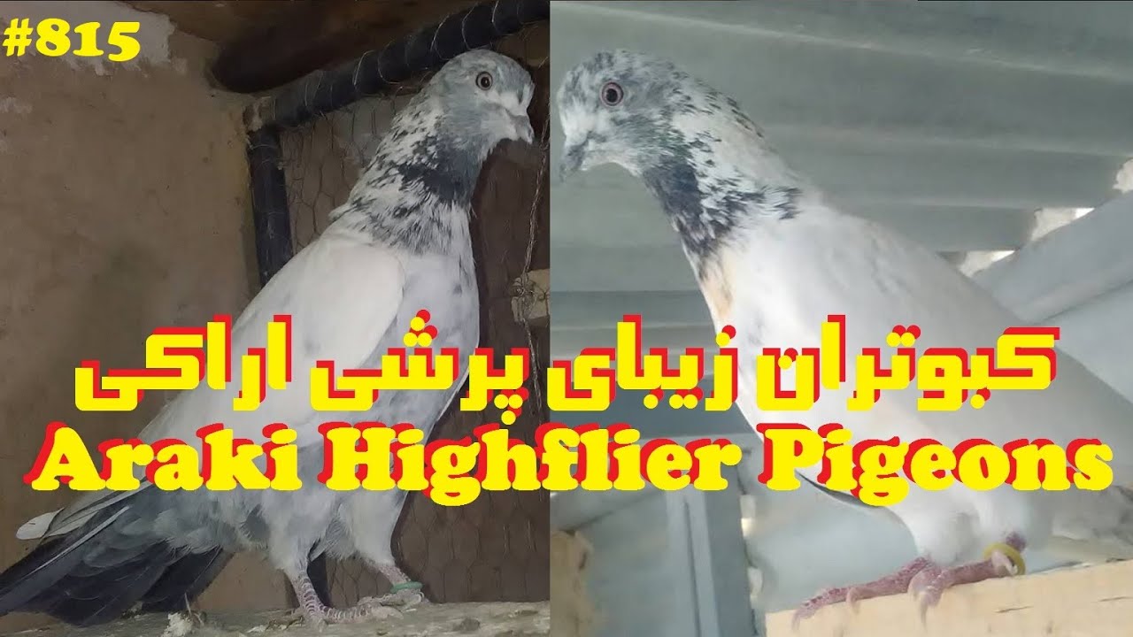 کبوتران پرشی آقای مجتبی احمدی عشقباز گمنام کبوتر اراک MR.AHMADI'S ARAKI HIGHFLYER PIGEONS LANDSCAPE