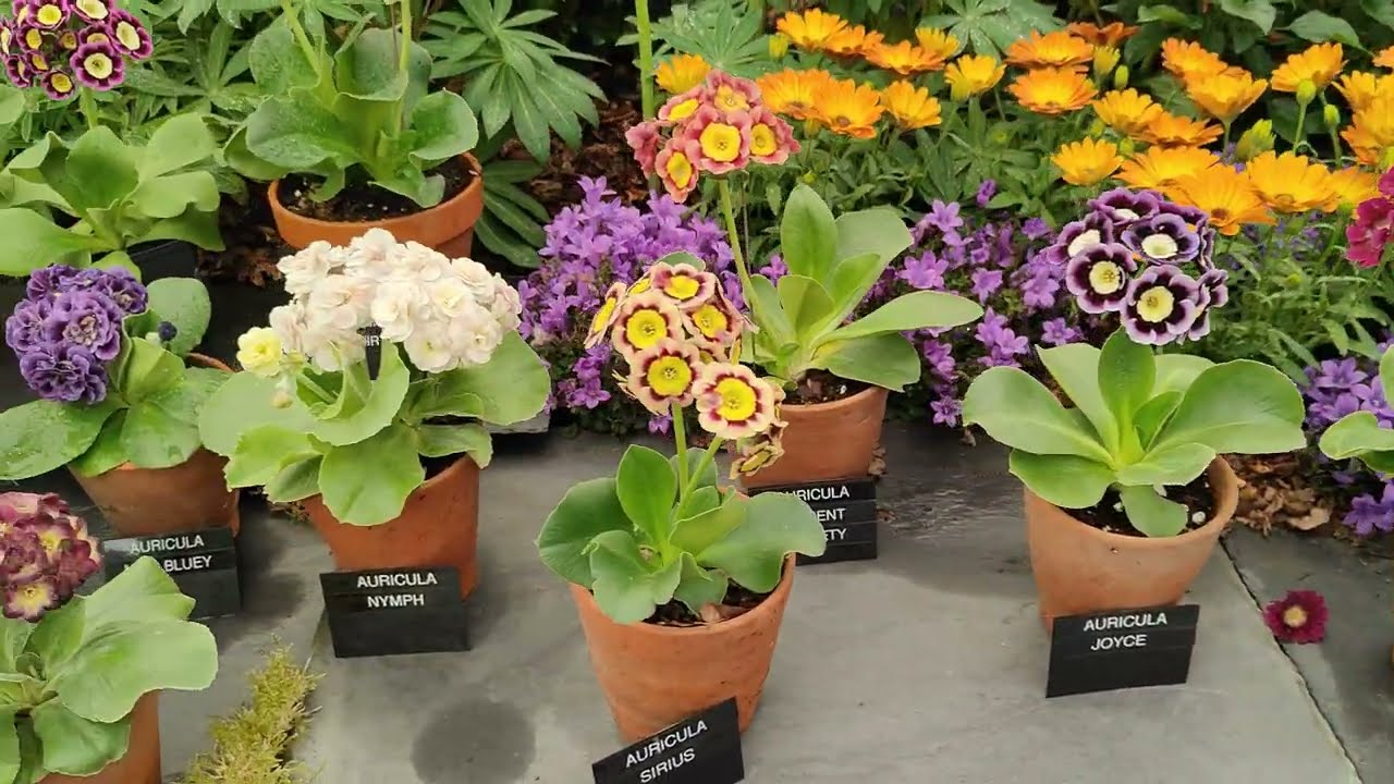 RHS Malvern Spring Show 11.5.2024