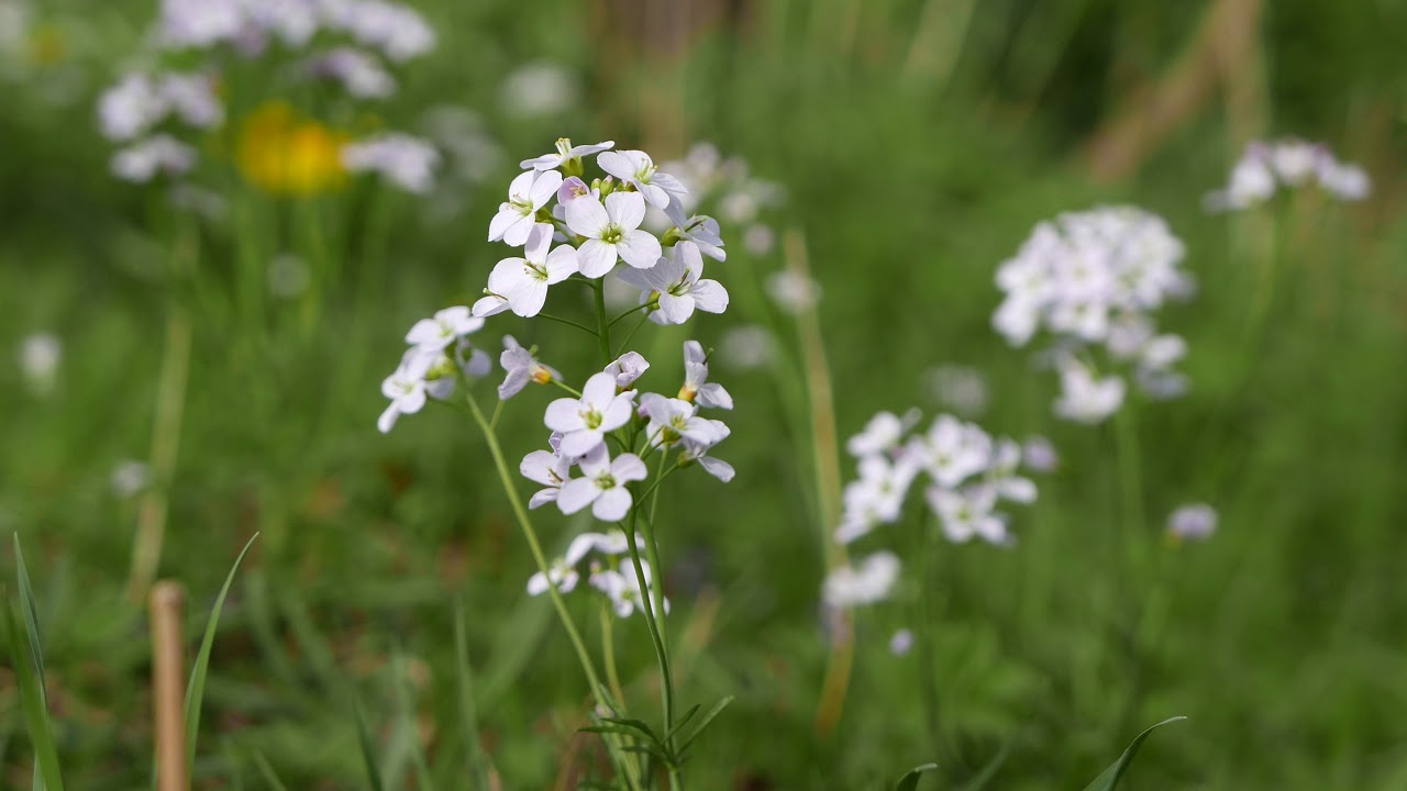Rzeżucha łąkowa,  Cardamine pratensis
