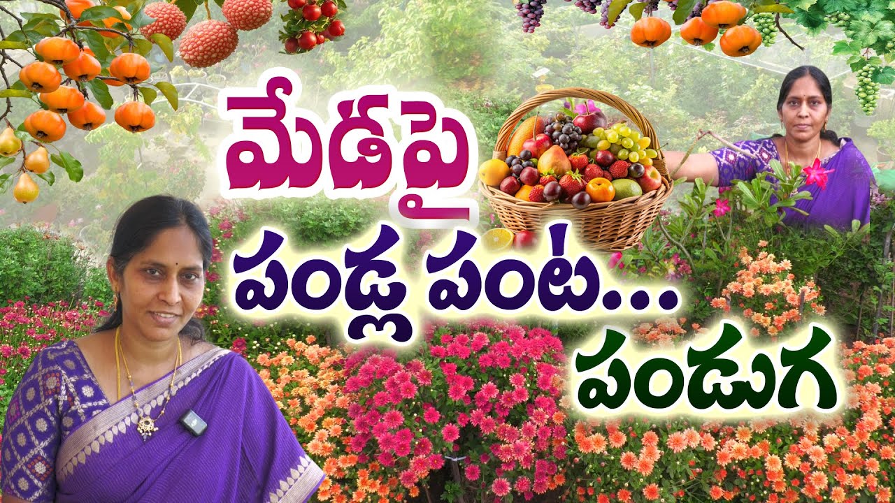 ఇంటి తోటలో తీరొక్క స్పెషల్ పండ్లు | Fruits Garden | Radhika #FruitGarden #OrganicFruits