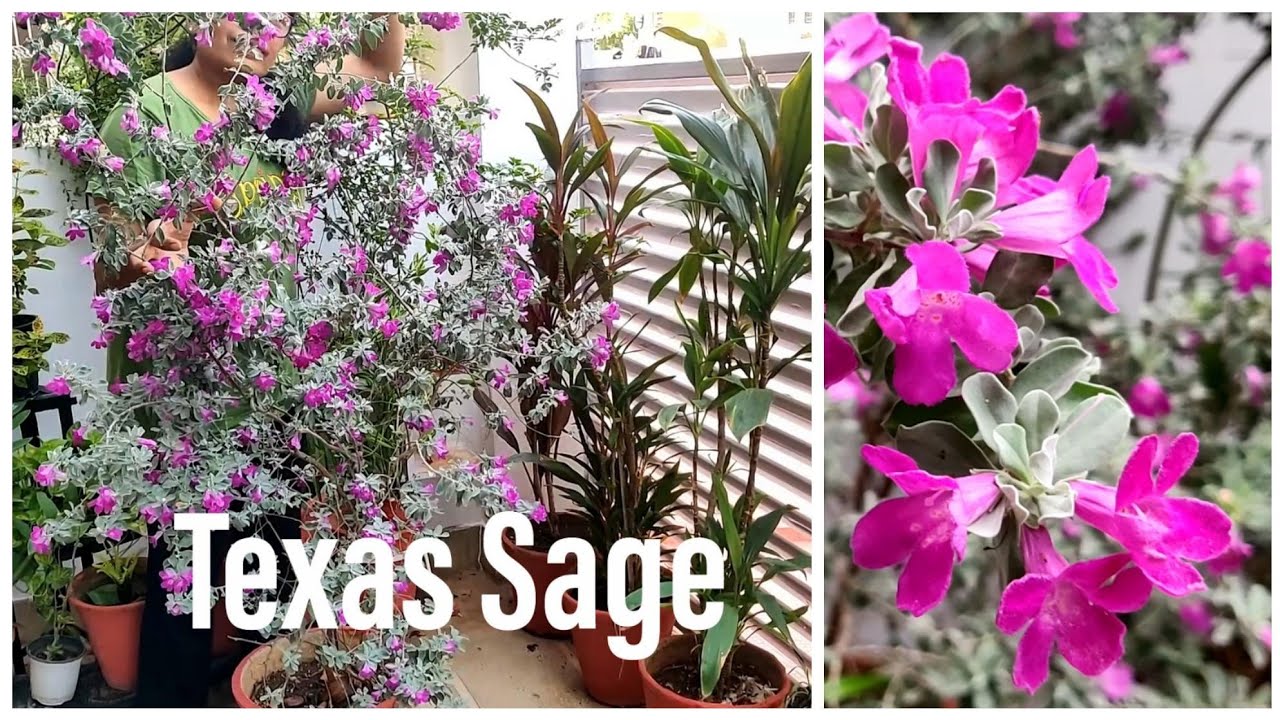 Texas sage plant , how to grow Texas sage plant, इन फूलों का खिलना हमें चौका देता है!