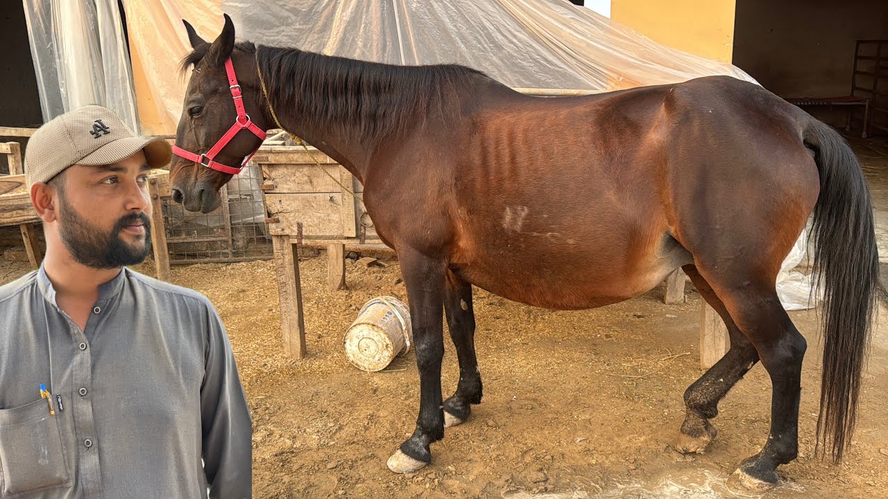 Kajal Ghori Ki Delivery: Waqt Aa Gaya! 🐴 | Naye Mehman Ka Shiddat Se Intezar