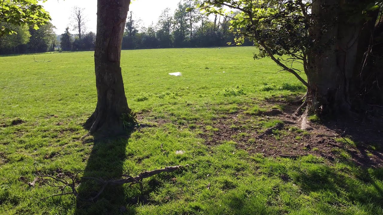 mavic mini back field sheep dont mind
