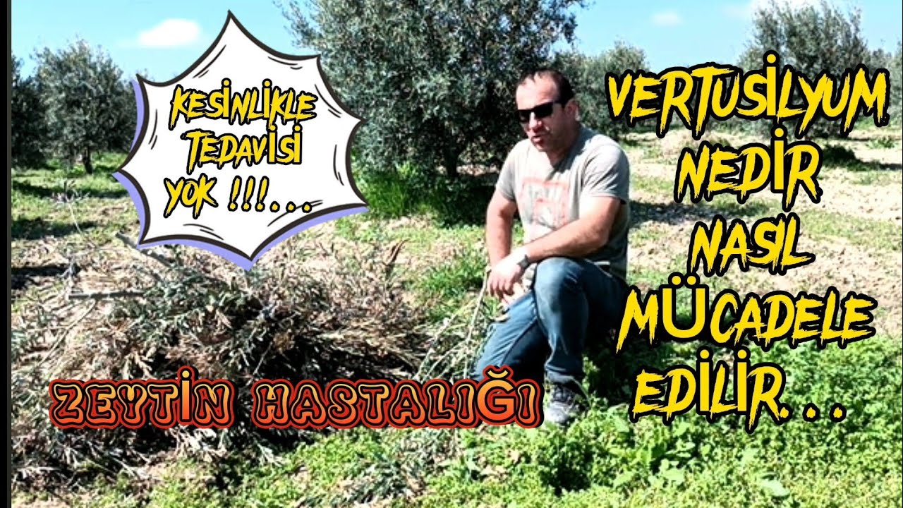 ZEYTİN HASTALIĞI (VERTİSİLYUM)