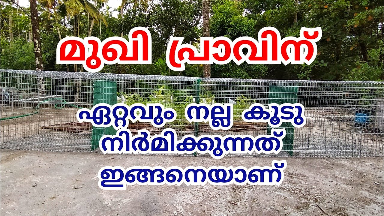 മുഖി പ്രാവിന് ഏറ്റവും നല്ല കൂട് ഉണ്ടാക്കാം #pigeon_malayalam #ottamoolikarshakan #pigeon_cage