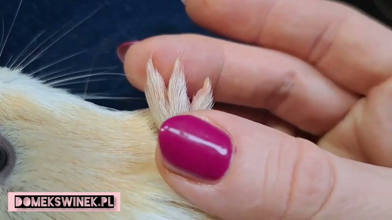 Jak obcinać pazury kawii domowej ?🙌