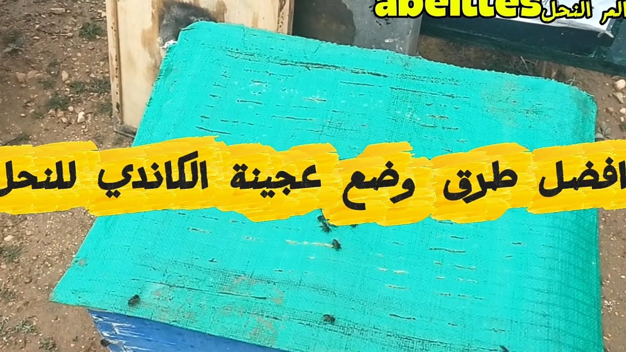 افضل طريقتين لوضع عجينة الكاندي للنحل 