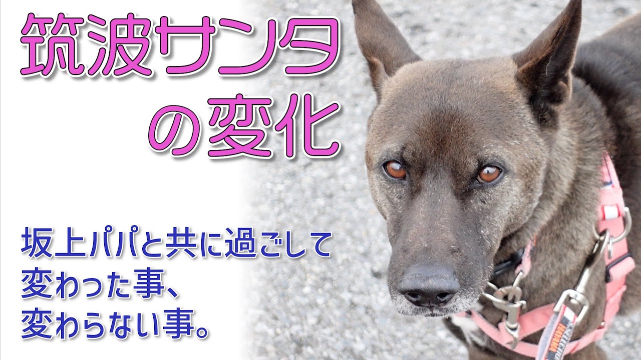 筑波サンタの変化　〜坂上パパとの変わらない日常、変わりゆく生活〜