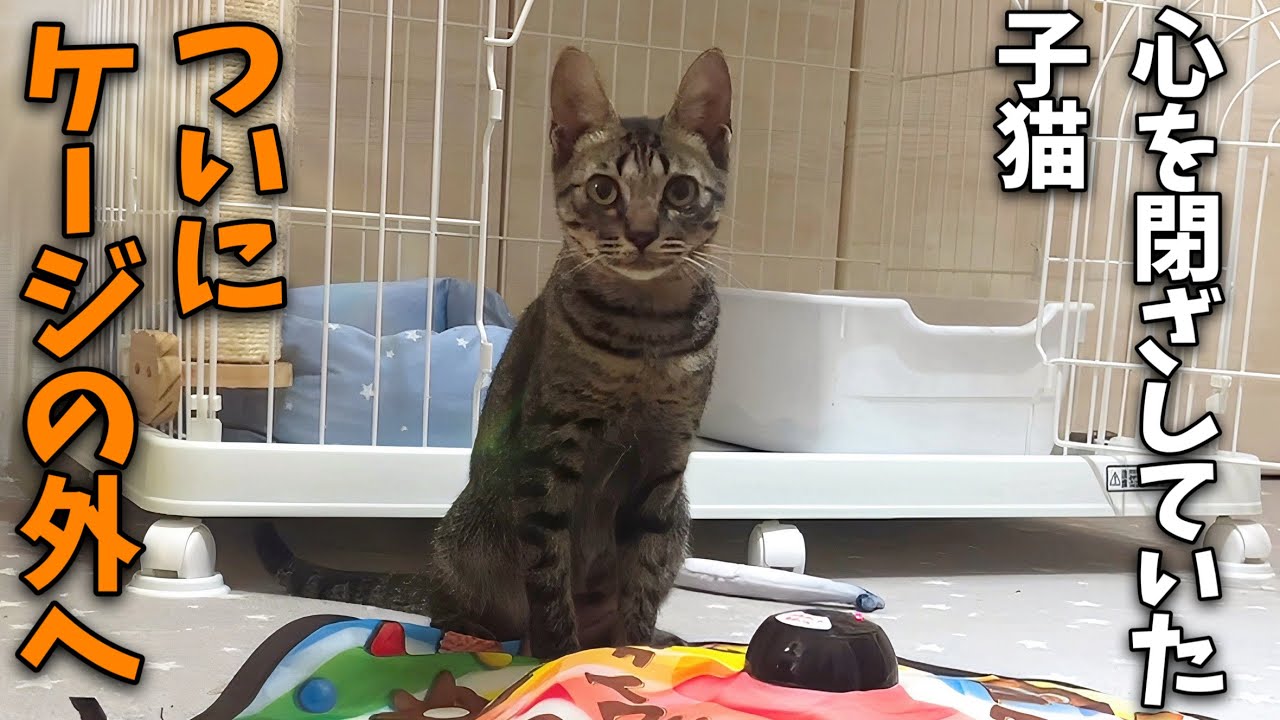 心を閉ざしていた子猫が初めてケージの外に出たらまさかの行動に…
