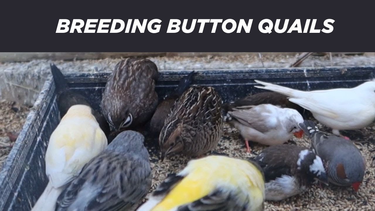 How to breed button quails