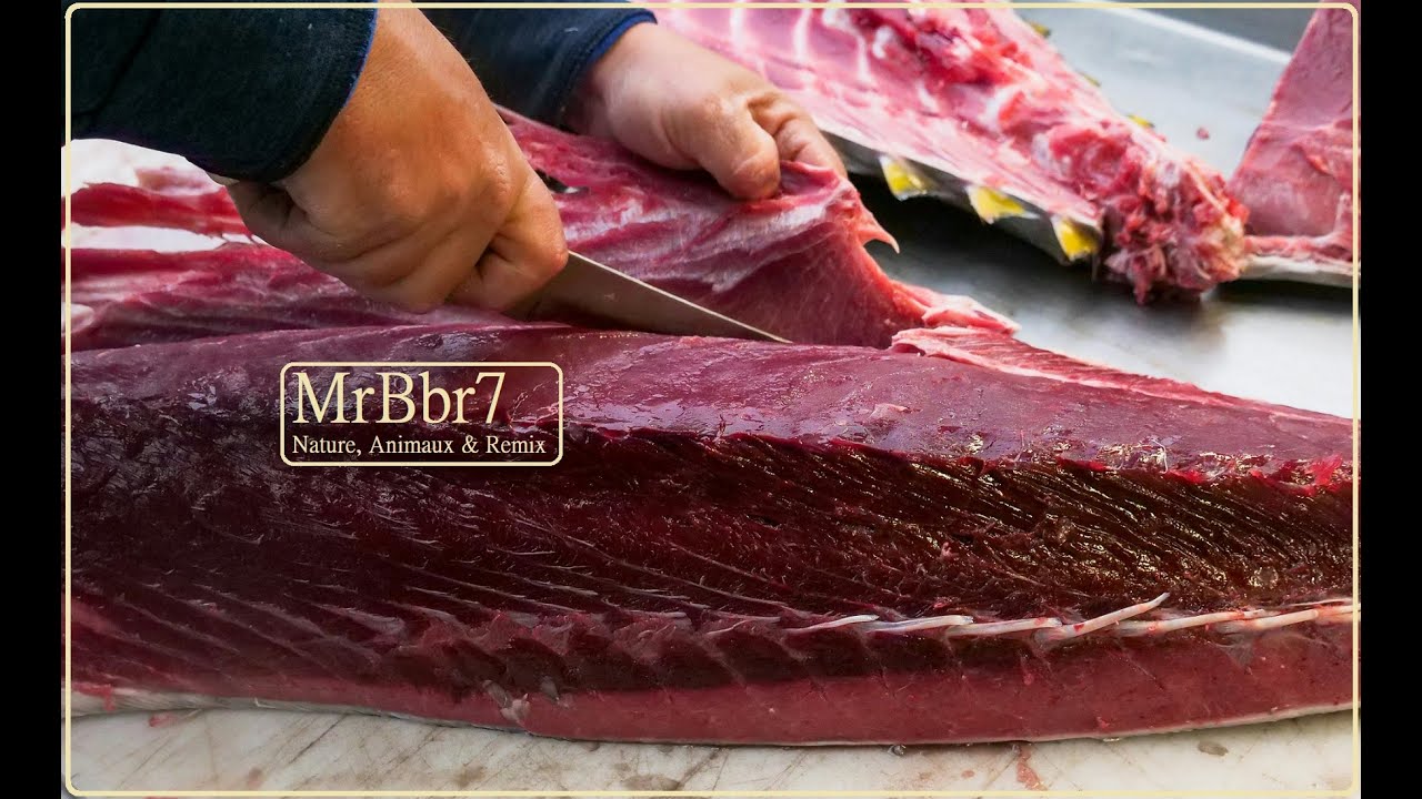 Giant 73kg Tuna Filleted Live! 🐟🍣 Tsukiji Market, Tokyo🇯🇵