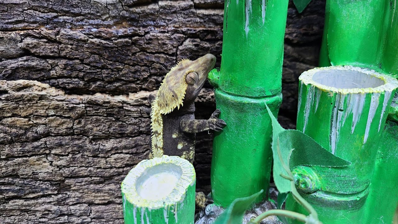 TERRARIO PARA GECKO CRESTADO