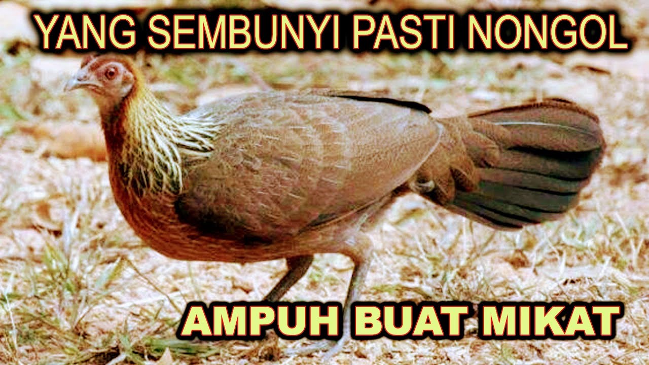 JERNIH No1 !!! suara pikat ayam hutan betina terbaik 2021 Hingga Sepanjang Masa