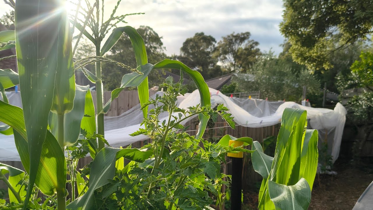How Much Shade for Vegetables? Corn is Pollinating, Organic Growing Melbourne - Reverse Homesteading