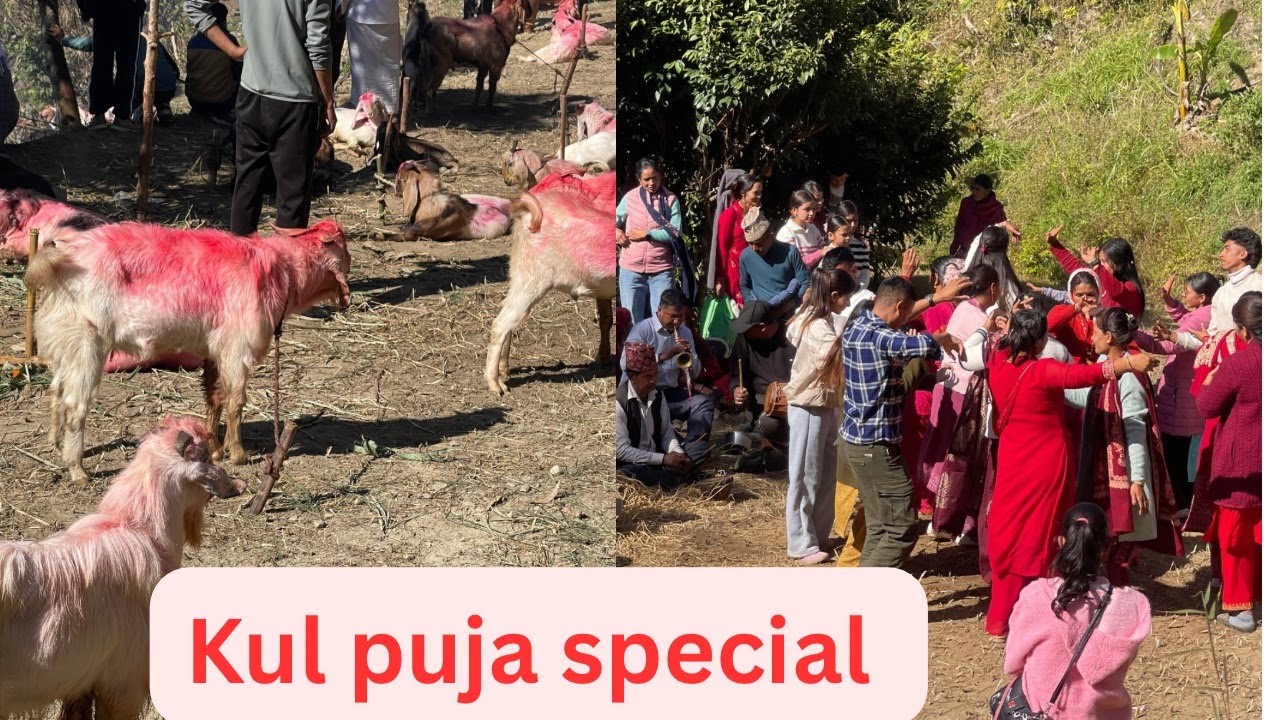 Kul puja special /Lamsal Families/Gulmi ghamir/vlogs /Kamal Lohani