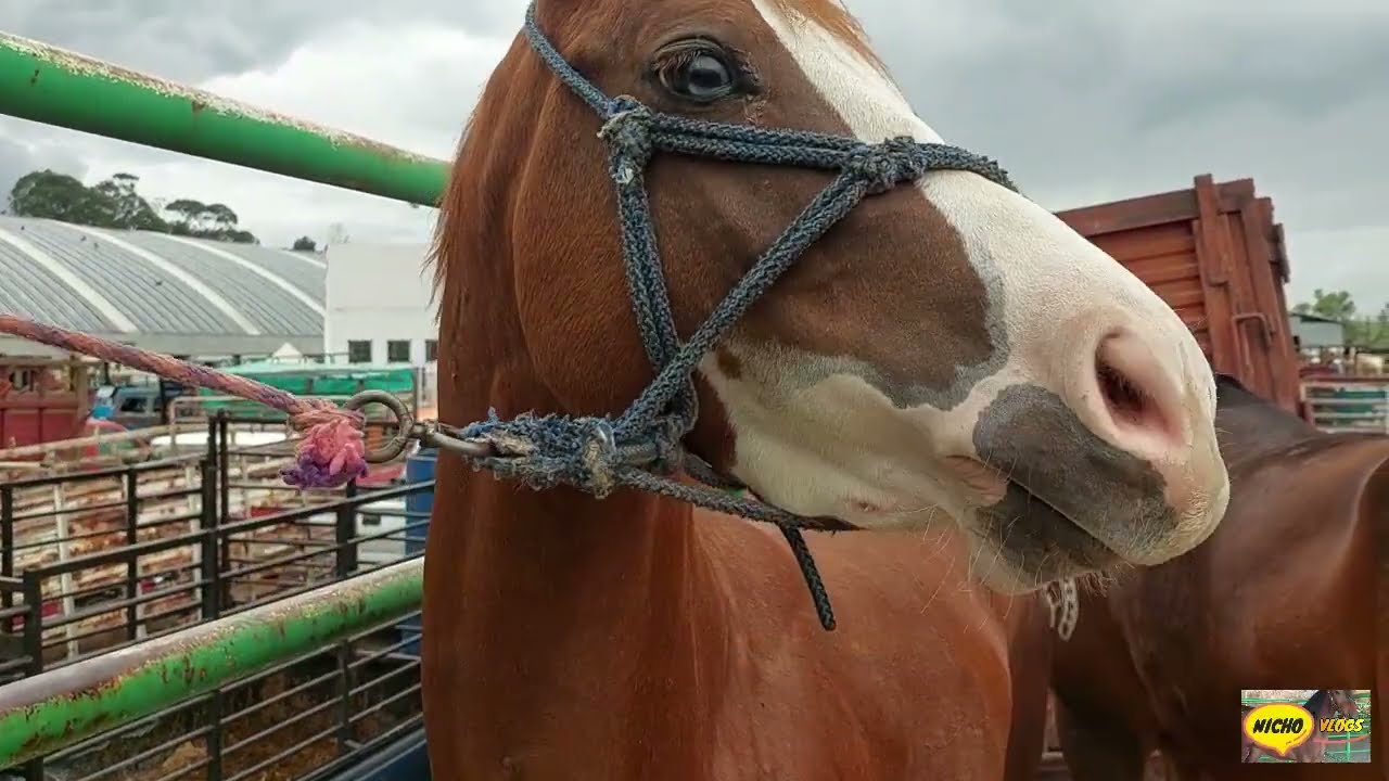 CABALLOS FINOS  DE LAS DOS MEJORES PLAZAS DE MEXICO,RANCHO LAS TABLAS Y EL PUENTE DE SAN BERNABE.