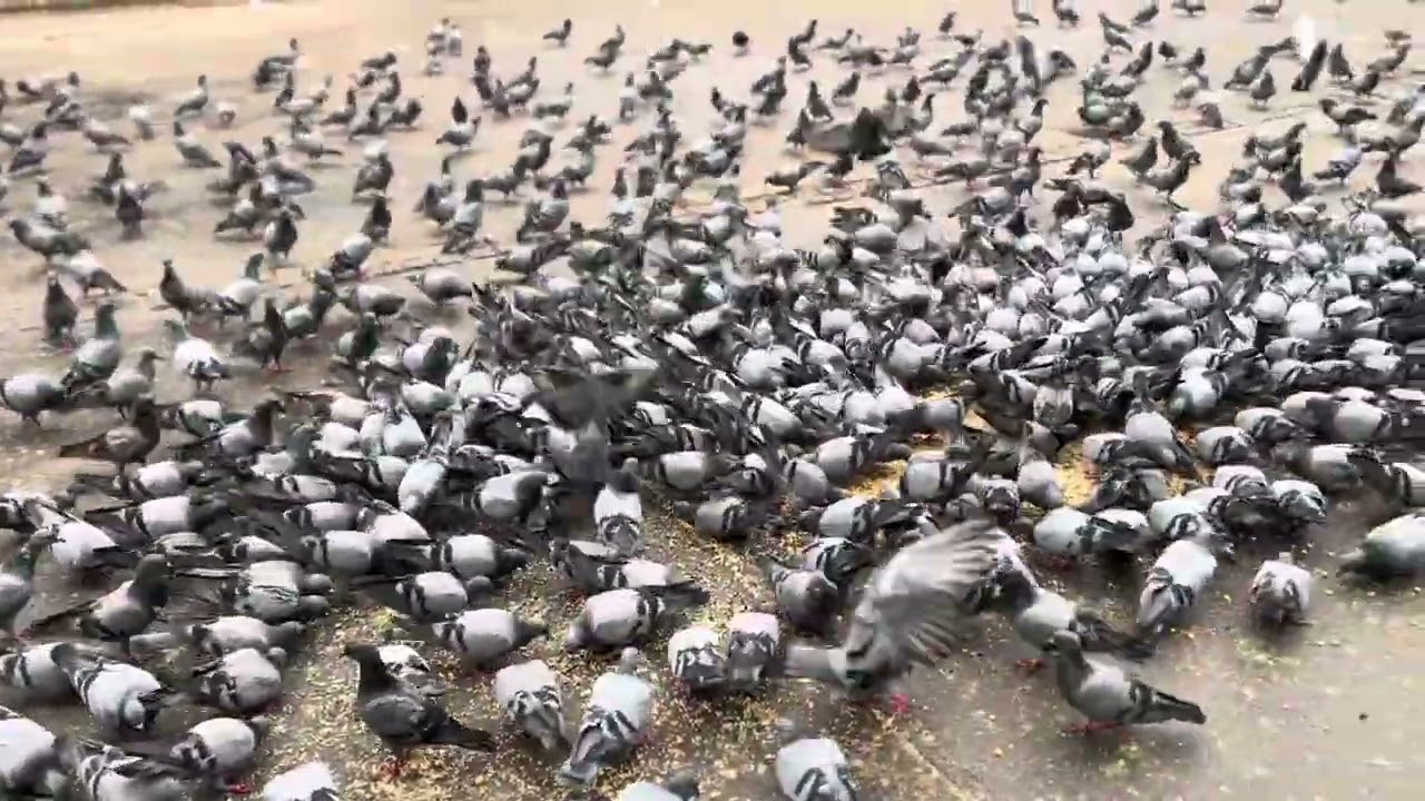 Indian pigeon lovers 