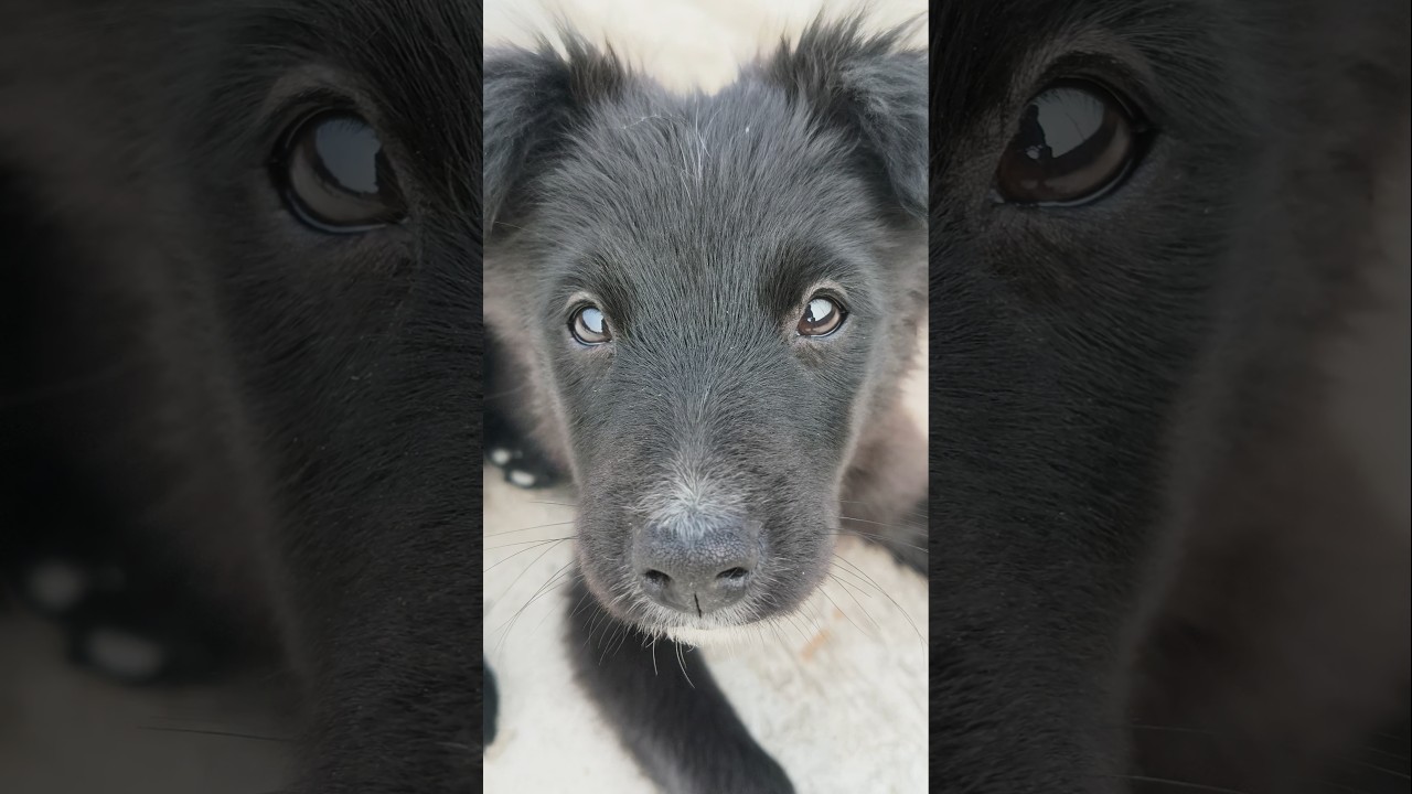 #puppy