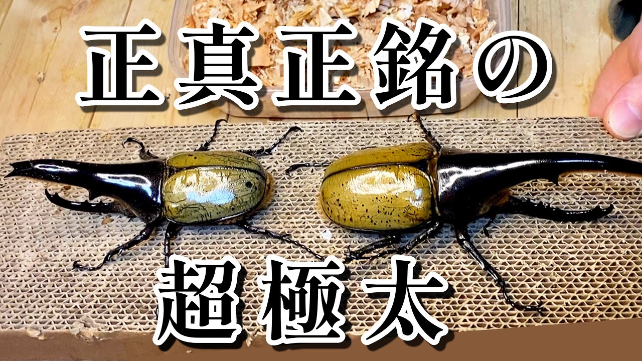 まさに超一流！超極太着弾！【クワカブハウス＃8】