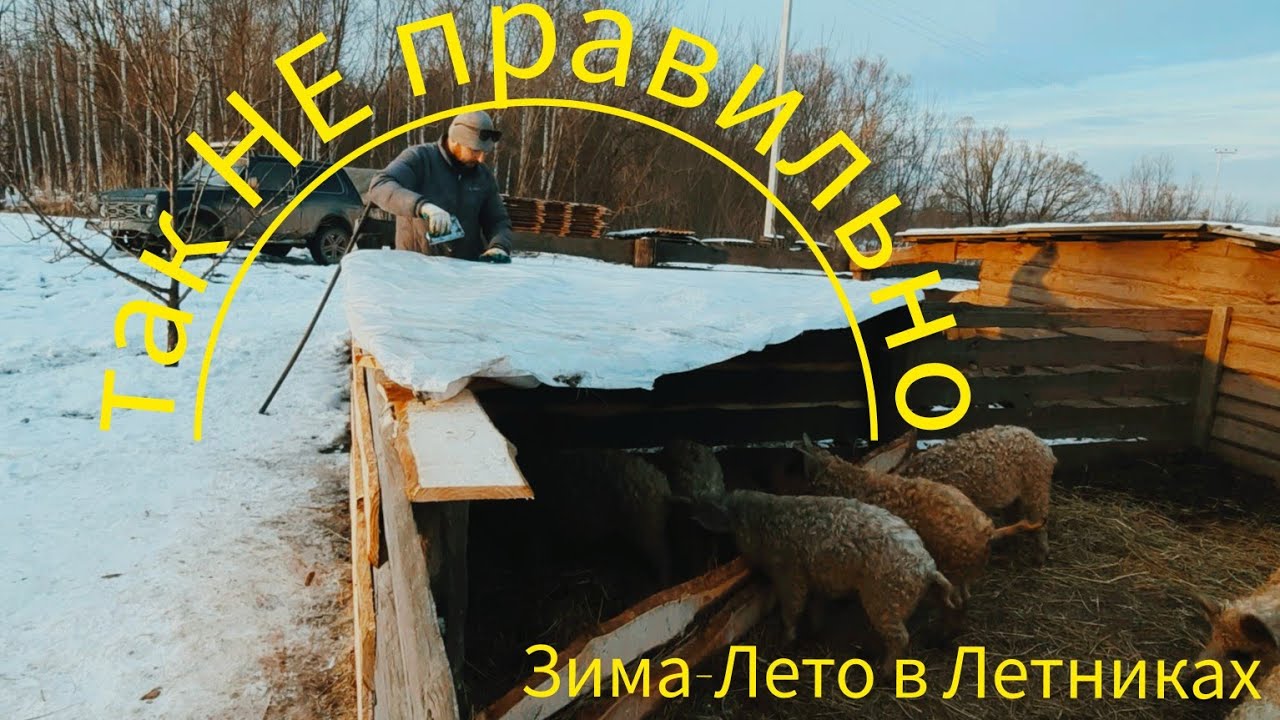 ТАК СТРОИТЬ НЕ НАДО!😊СКОЛЬКО ДАВАТЬ СЕНА ЗИМОЙ СВИНЬЯМ. венгерская мангалица.