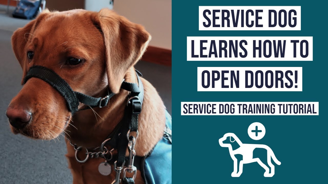 Service Dog Training: Opening Accessible Doors | Mobility Task | WorkingPaws.ca