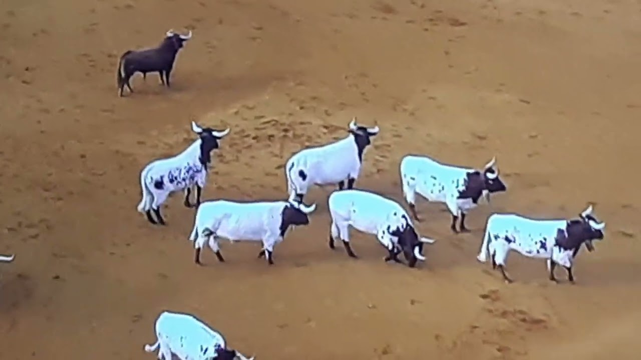 plaza de toros de Sevilla Bonita parada de cabestros recogiendo un toro.