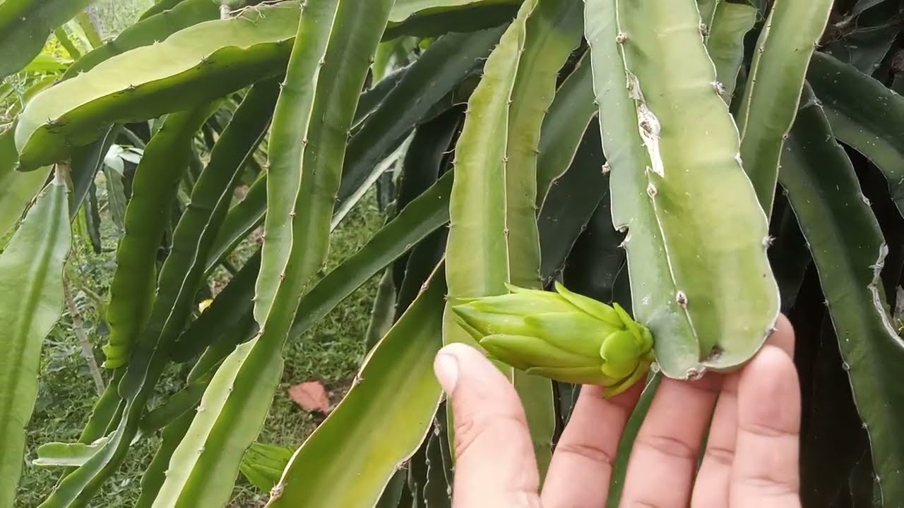 Porque os botões da pitaya estão caindo!!!