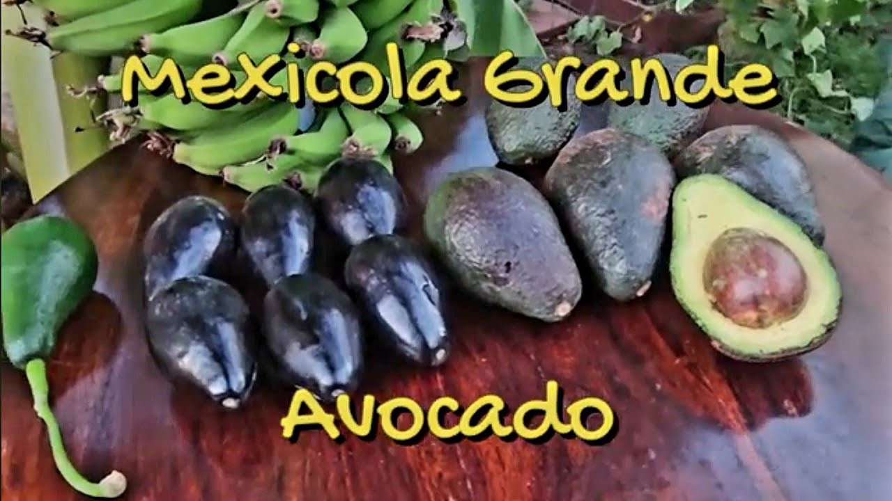 Mexicola Grande 🥑Avocado🥑 & Taste Test