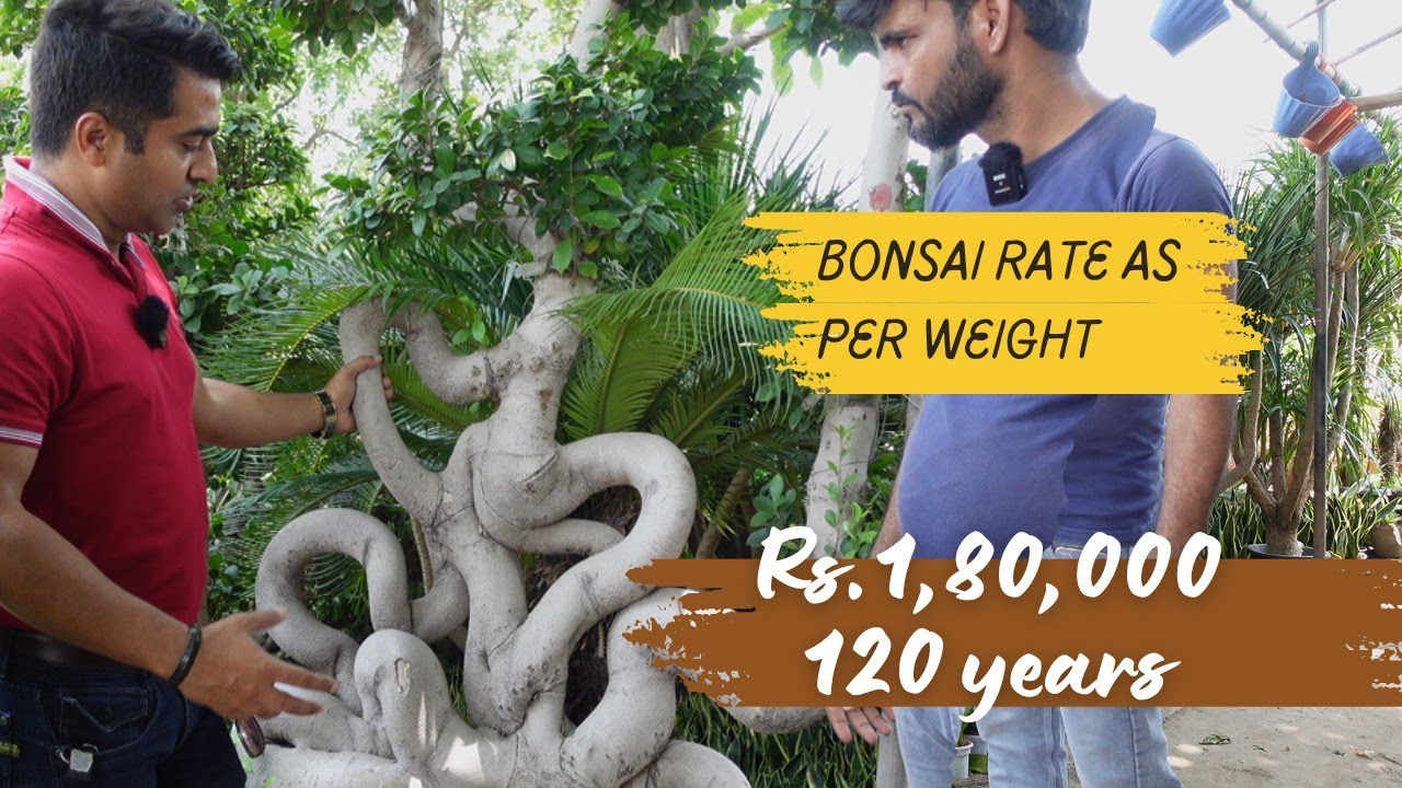 Bonsai ka Rate nahi weight | Imported and Exotic plants only in Samara Nursery | Plant Nursery