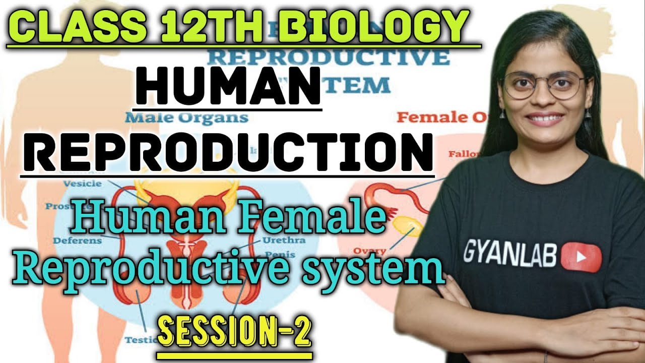 Class 12 Biology | Human Female Reproductive System | Anjali Patel | Gyanlab NCERT