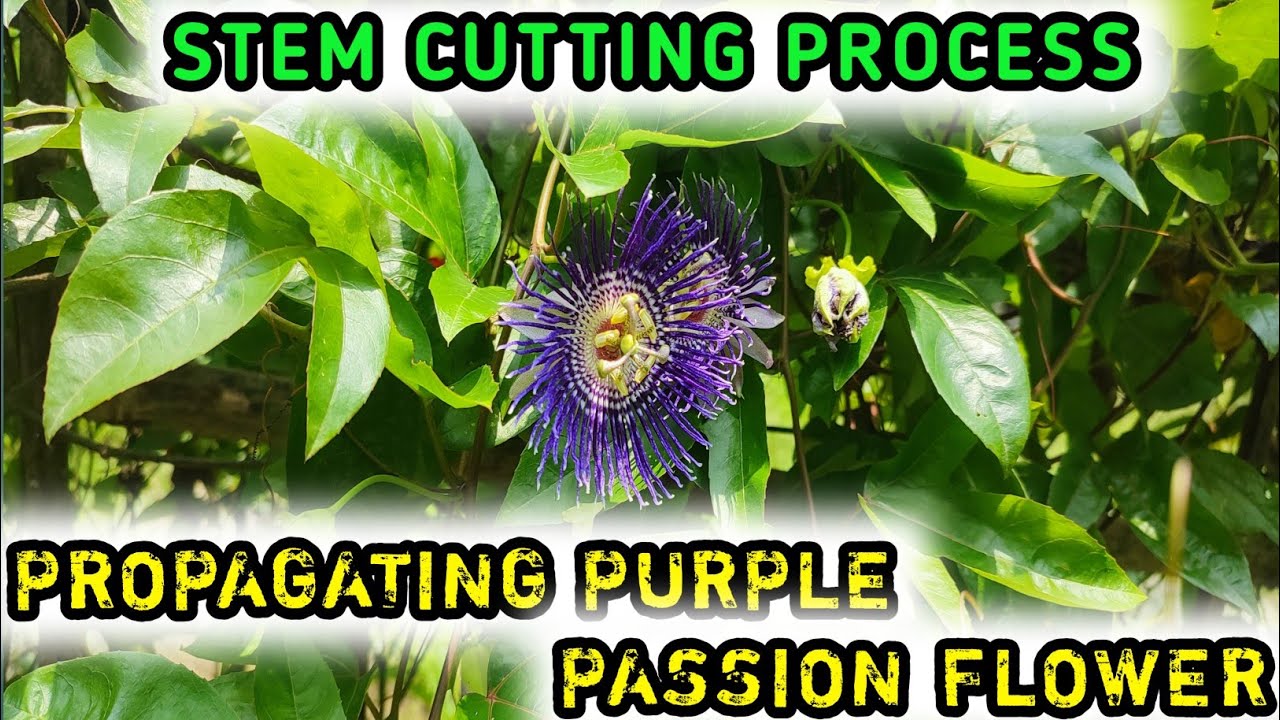How To Make Baby Plants Of Purple Passion Flower Using Stem Cutting Process |How To Do Stem Cutting|