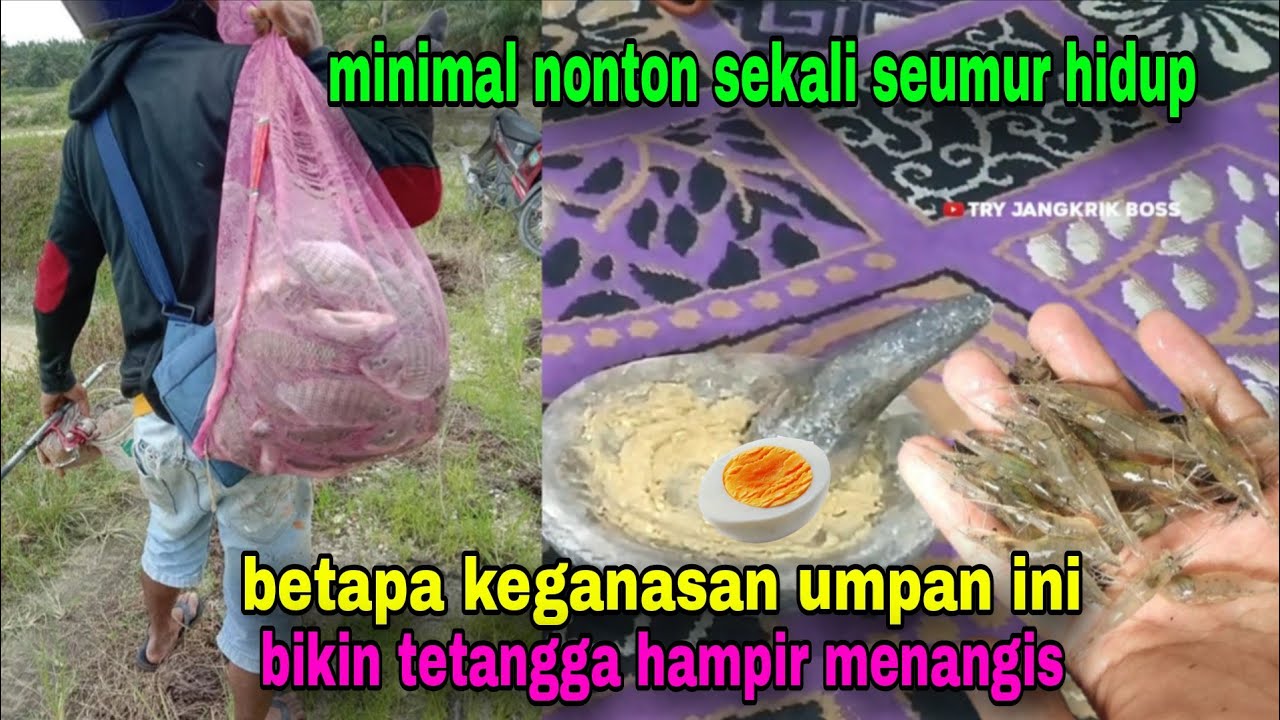 Racikan telor udang bikin tetangga cuma jadi penonton || umpan jitu ikan nila #64