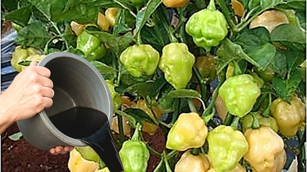 ESSE ADUBO FAZ PÉ DE PIMENTA DE CHEIRO EXPLODIR EM FRUTOS!!