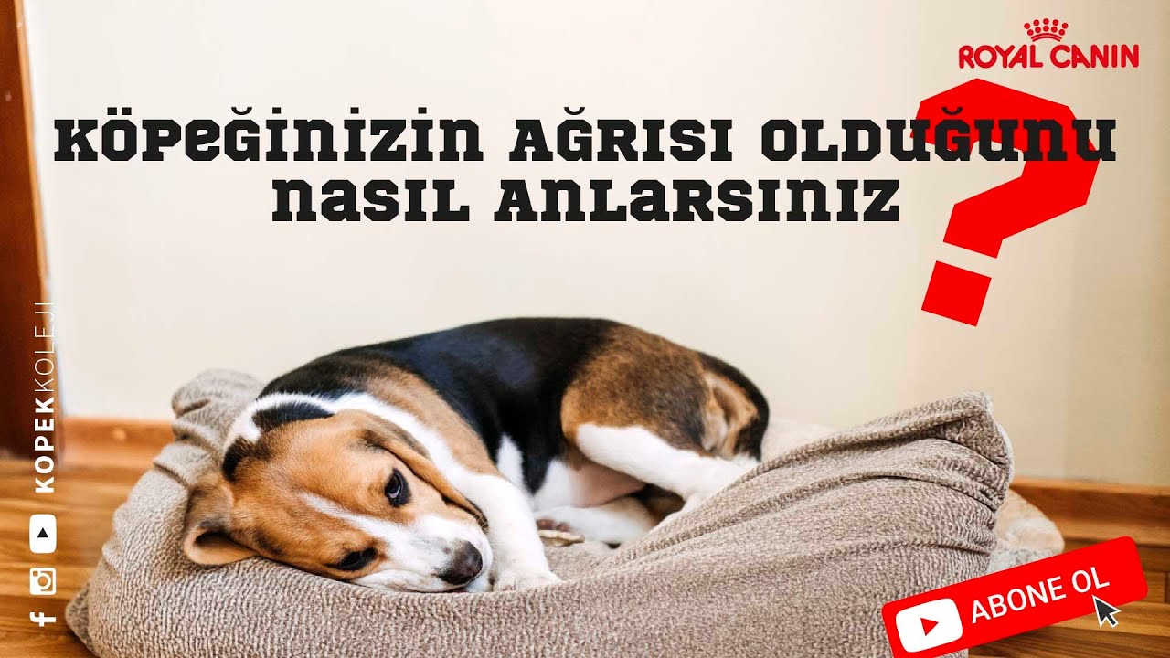 Köpeğinizin Ağrısı Olduğunu Nasıl Anlarsınız?