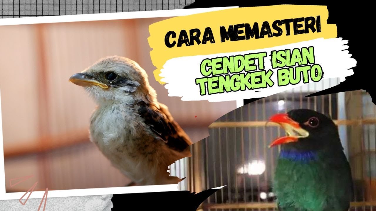 Cara Memasteri Burung Cendet Agar Mempunyai Isian Tengkek Buto