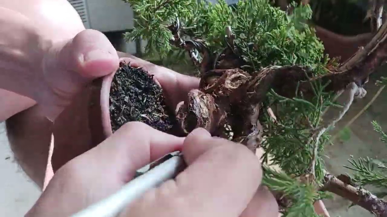 真柏５号（植え替え）_Juniperus chinensis（No.５）Transplant_Early _Oct2025_BONSAI盆栽