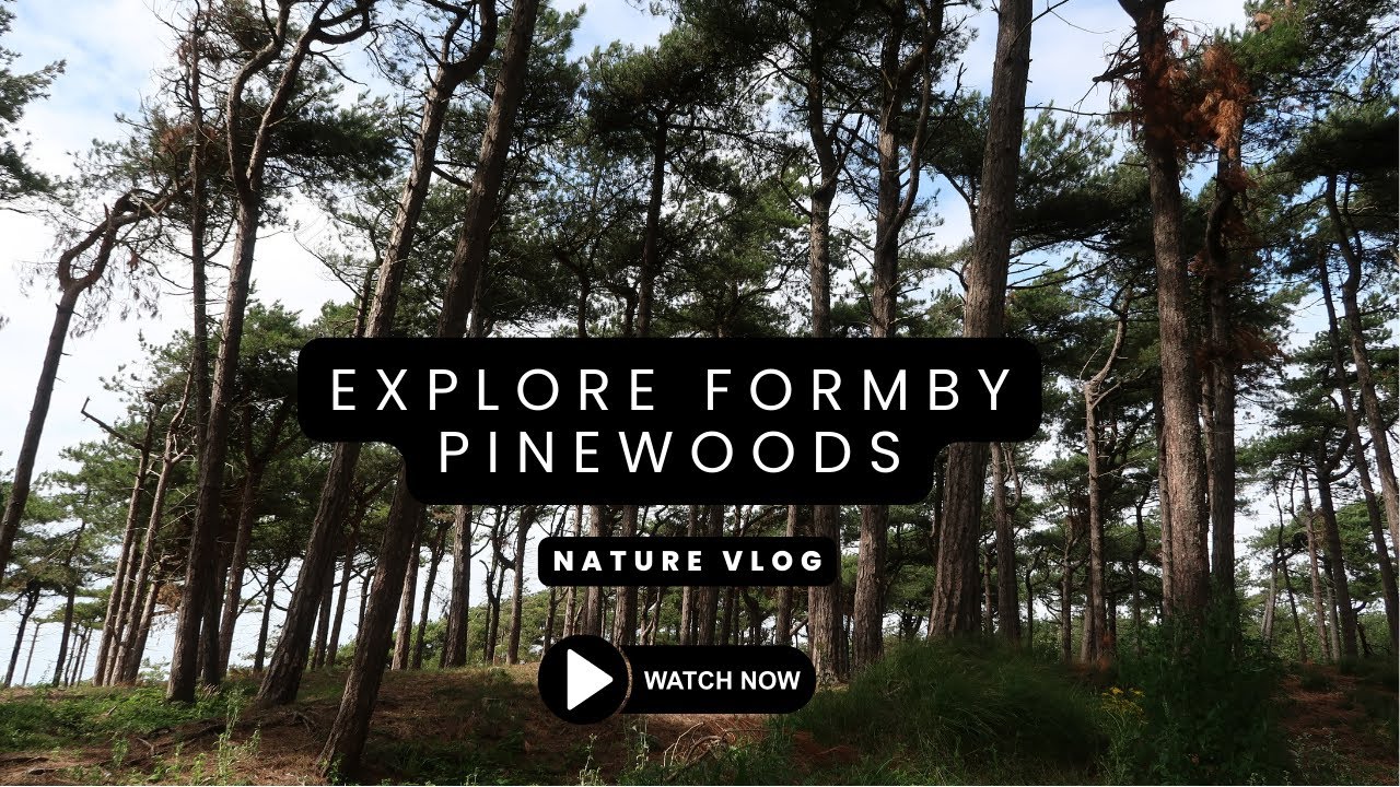 Exploring Formby Pinewoods | Relaxing Video |
