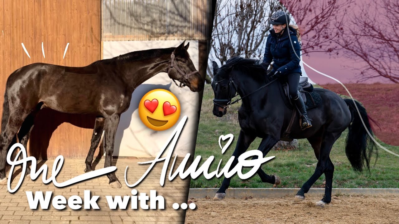 ❄️ Winter Trainingswoche 🏇🏻 5j Buschpferd | One Week With ... Amino