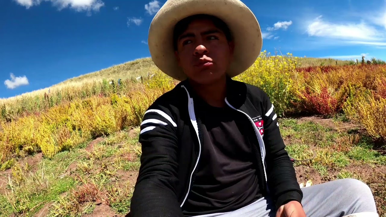 cosecha de quinua y cañihua AnDré (cusco Perú)