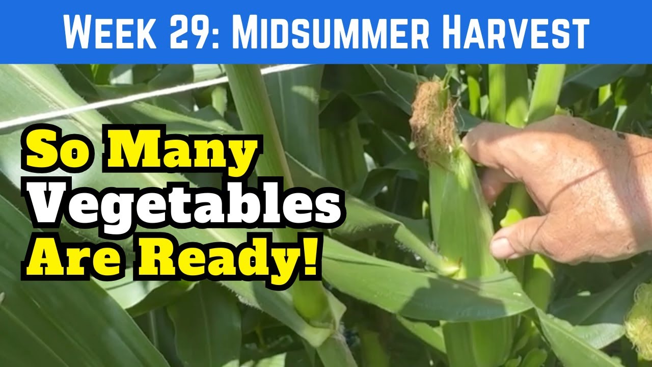Summer Harvest Medley