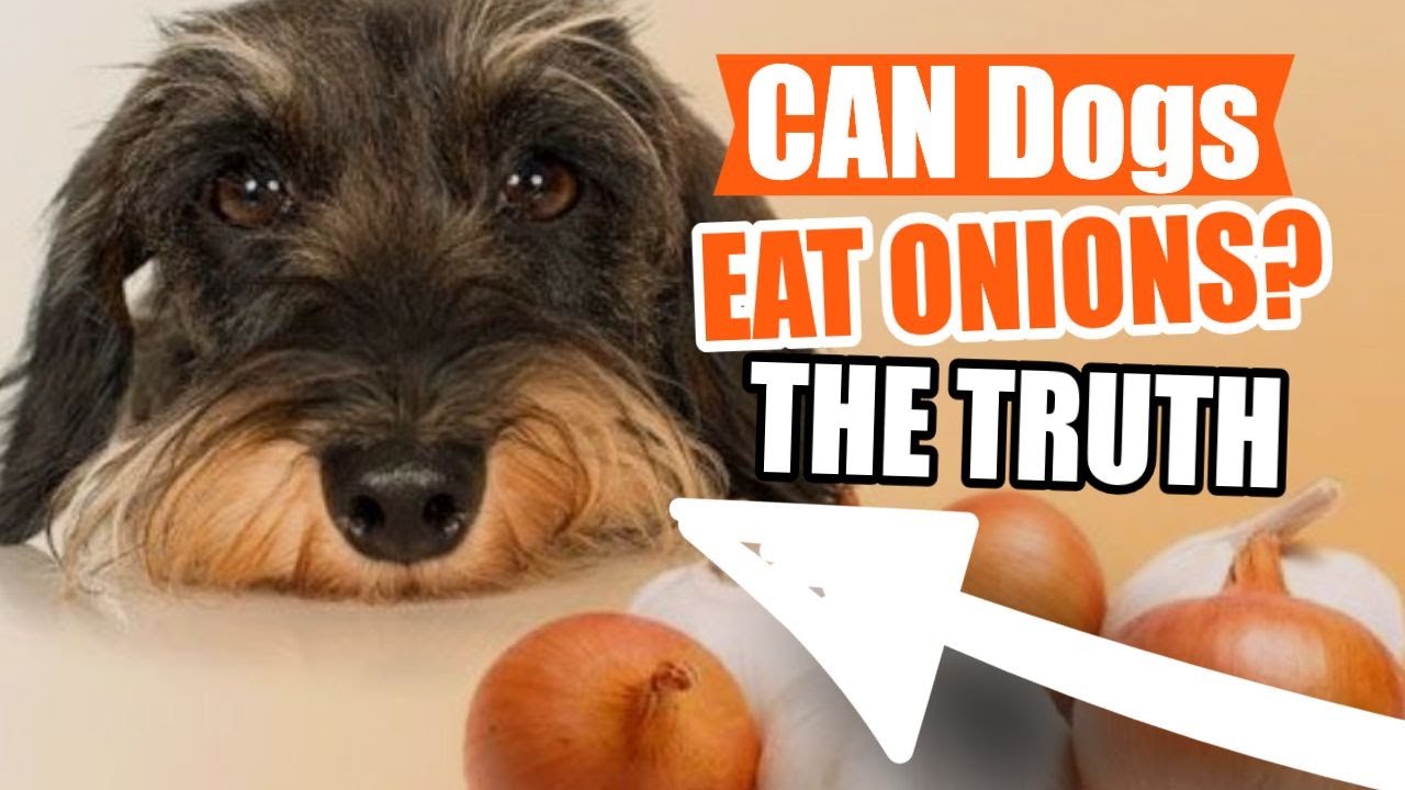 Могут ли собаки есть лук? 🐶🧅Это правда
