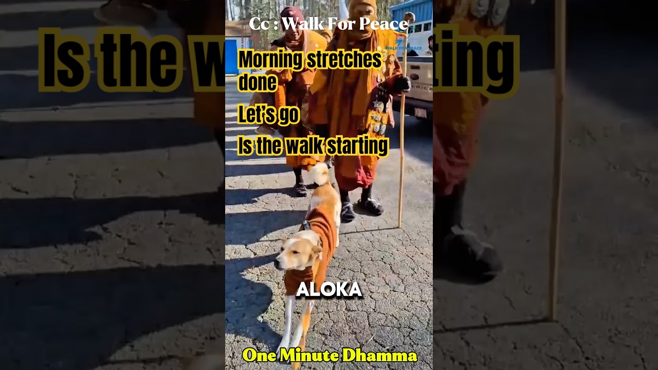 Aloka the Peace Dog Ready to Walk With the Monks 
