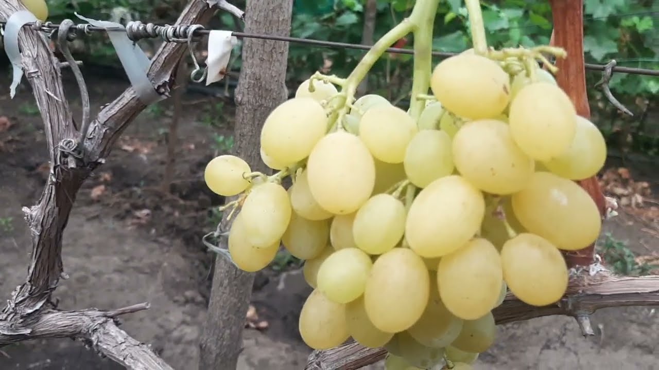 Регал сидлис. лучший кишмиш ЮАР. Действительно хорош