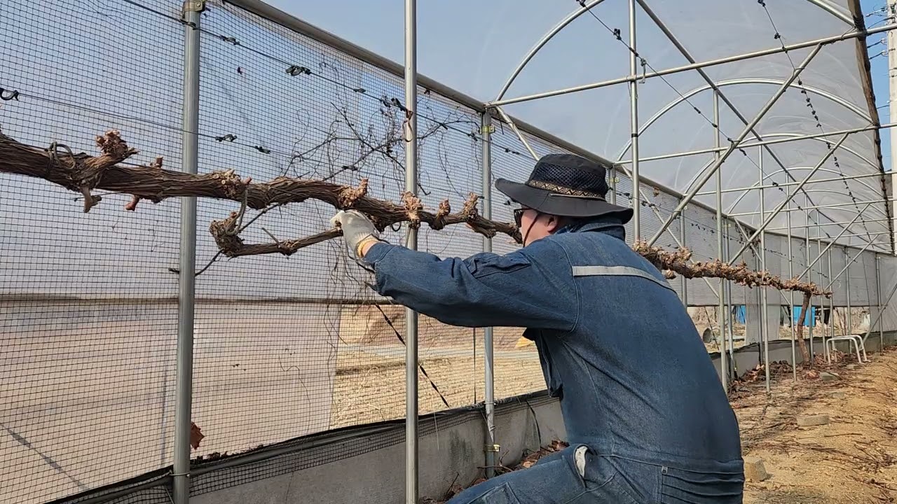포도밭 간벌작업 멍때리기(Grape Thinning ASMR | Leaves, Vines, and Wind) 2026년 2월 20일 #포도