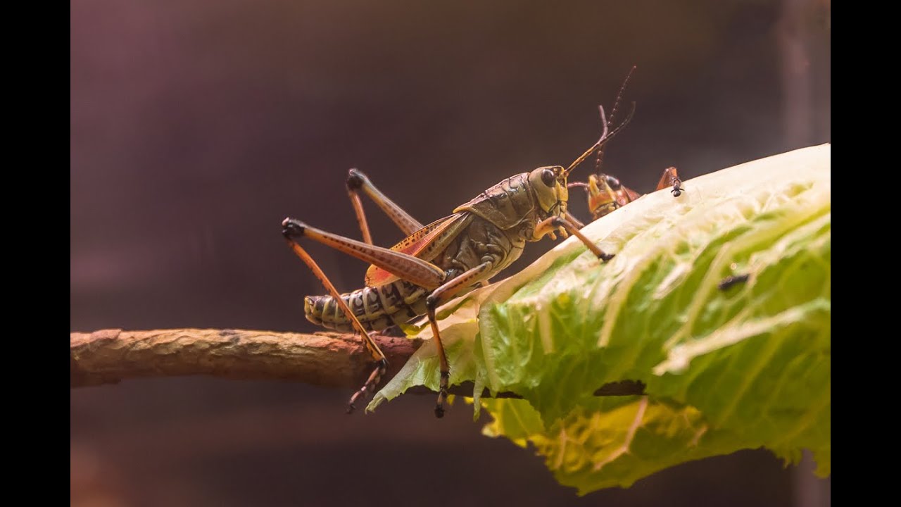 Bugs Cool Bugs