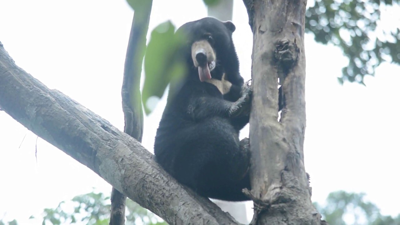 Sun Bear Behavior | Agile Sun Bear Tan Tan Climbing Trees | BSBCC